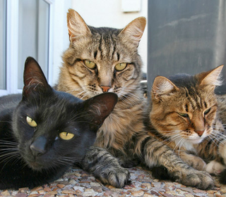Your cats